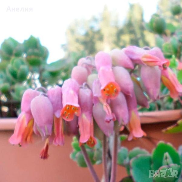 Каланхое Kalanchoe laxiflora, снимка 1