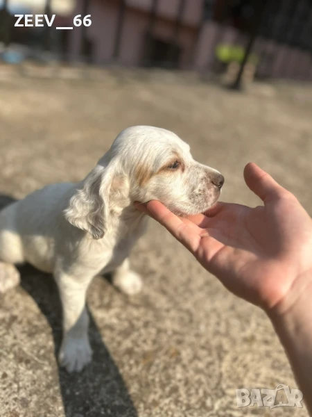 Английски Сетери, снимка 1