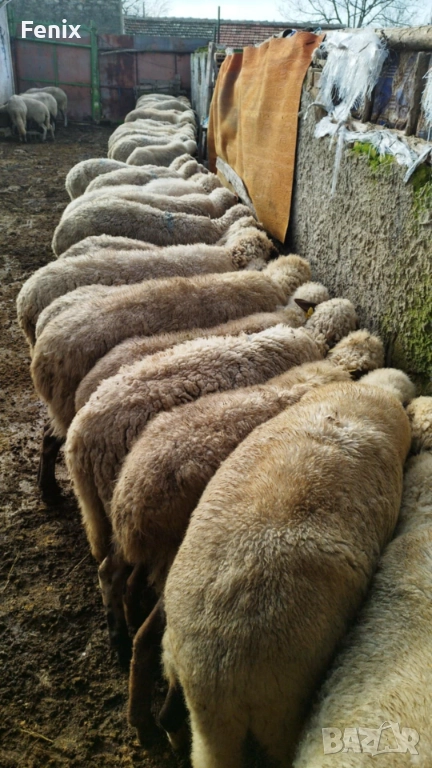 Продавам 60 овце, снимка 1