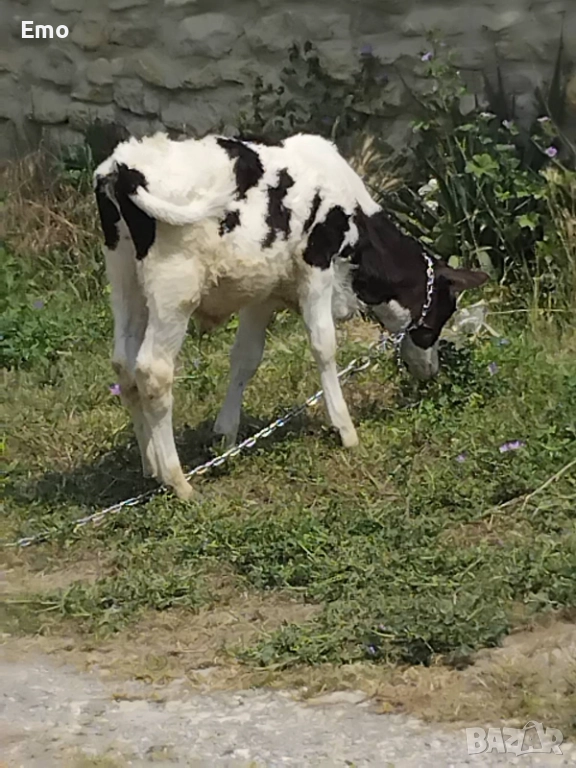 продавам теле, снимка 1