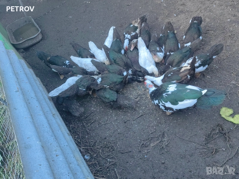 Продавам неми патици, снимка 1