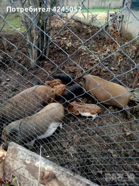 Виетнамски прасенца, отбити на 60+ дни., снимка 1