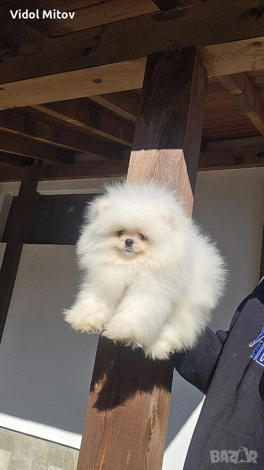 Мини Померан , снимка 1