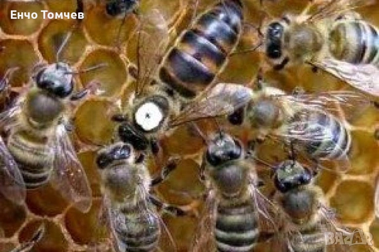 Малки пчелни семейства  , Отводки , снимка 1