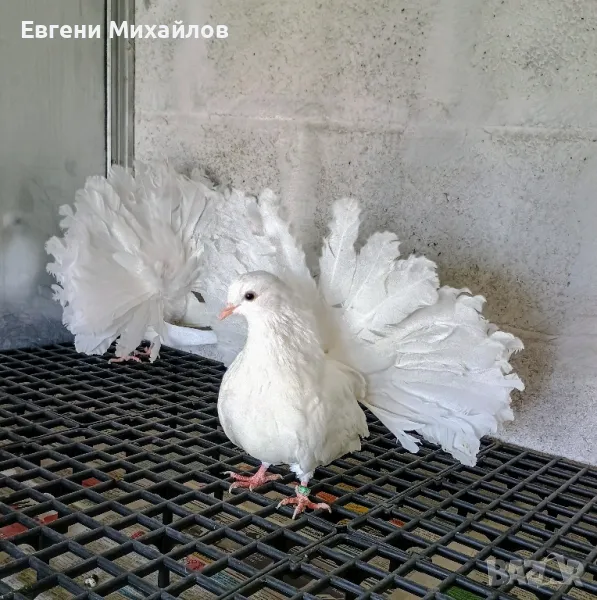  Фенерлии , снимка 1