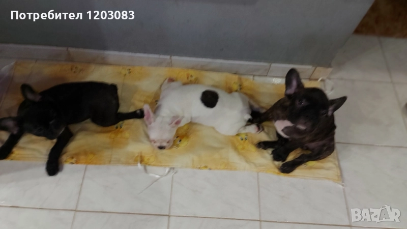 френски булдог , снимка 1