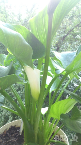 Продавам Цветя Кала за дома - големи, снимка 1