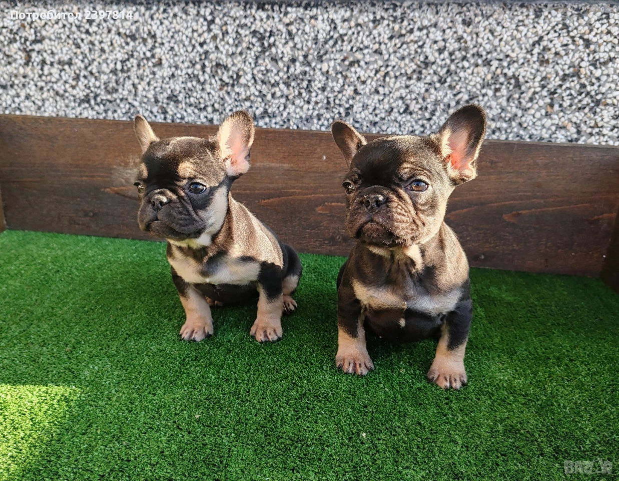 Френски булдог , снимка 1
