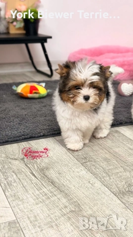 Йоркширски Териер! Перфектни Сладури за семейство с деца! , снимка 2 - Йоркширски териер - 53616414
