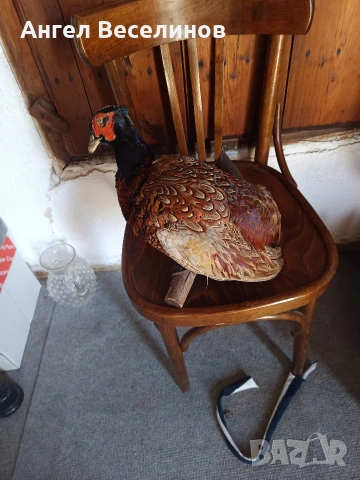 препариран фазан , снимка 7 - Декорация за дома - 54171295