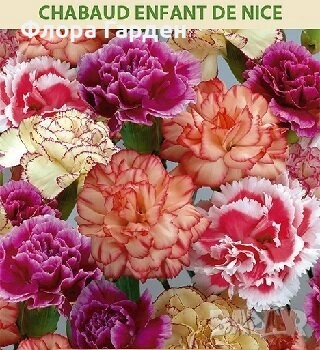 СЕМЕНА - Цветя едногодишни