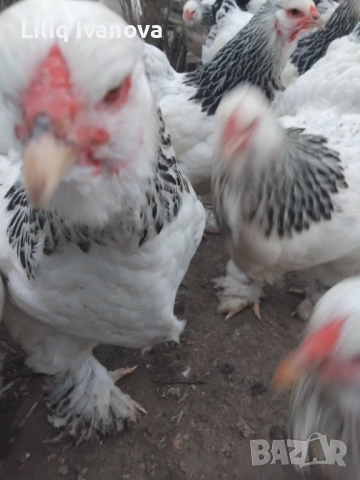 Яйца от Колумбийска Брама, снимка 5 - Кокошки и пуйки - 53944933