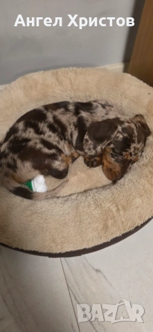 Продавам Мраморен Дакел, снимка 5 - Дакели - 53193234