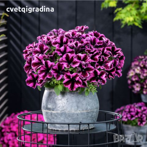 Petunia'Cosmic Pink' -Петуния космическо розово, снимка 2 - Градински цветя и растения - 45322172