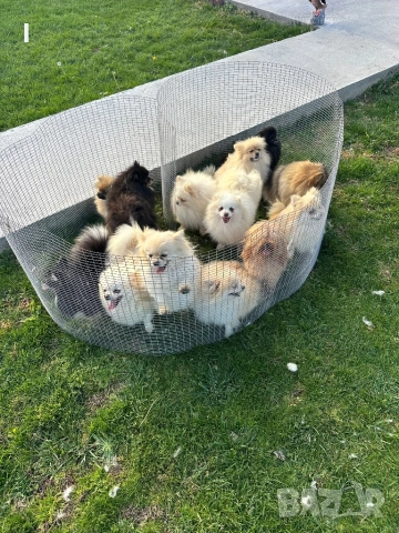 Померани , снимка 8 - Померан - 52179207