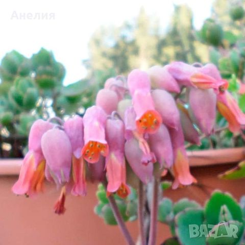 Каланхое Kalanchoe laxiflora, снимка 1 - Стайни растения - 46726253