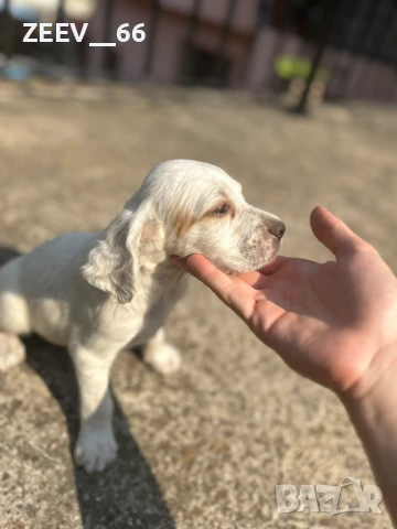 Английски Сетери, снимка 1