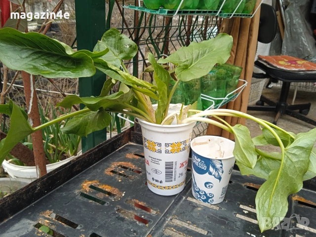 Змийска хурка 2 гнезда в горска почва. Да се извади ноември.