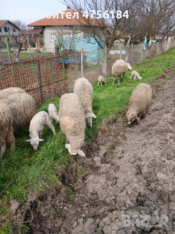 Продавам овце с малки агнета, снимка 5 - Овце - 53849792