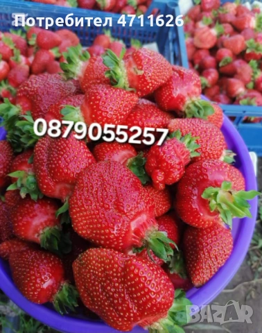 Целогодишен разсад ягоди и малини , снимка 4 - Разсади - 53614067