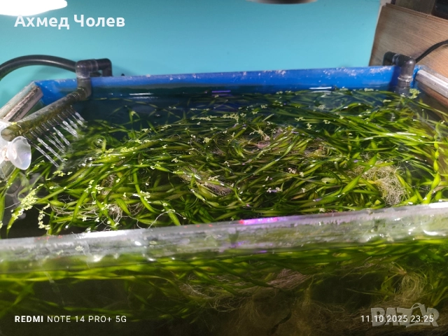 Спираловидна Валиснерия, снимка 2 - Други - 52030209