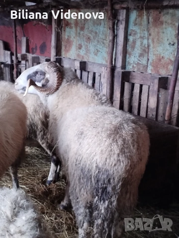 Продавам овен, снимка 4 - Овце - 53566600