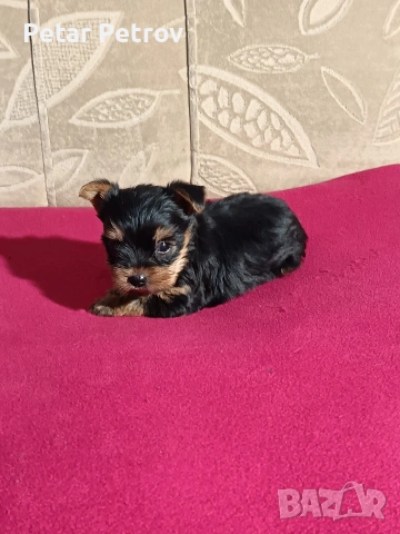 Йоркширски териер мини , снимка 7 - Йоркширски териер - 53883069