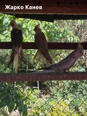 Папагали корели, снимка 3 - Папагали - 50728592