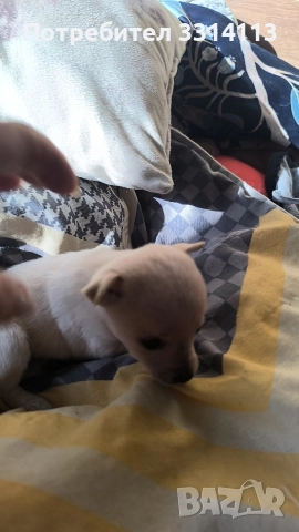 чихуахуа , снимка 8 - Чихуахуа - 52954778