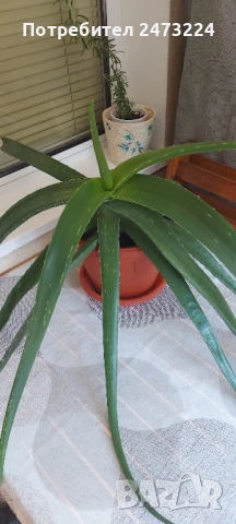 Алое вера големи растения, снимка 2 - Стайни растения - 50536888