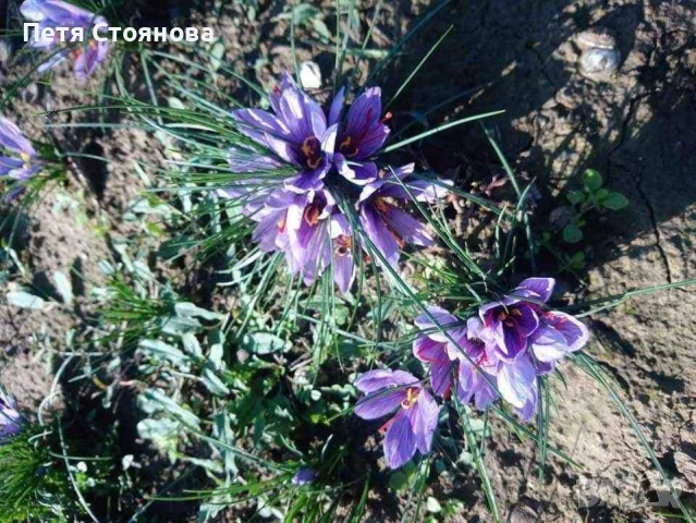 Шафранови луковици, снимка 11 - Домашни продукти - 50898714