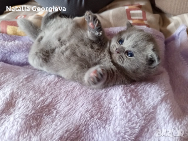 Британски котенца, снимка 2 - Британска късокосместа - 54298904