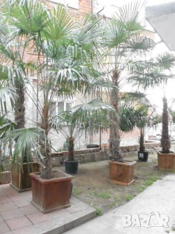 Студоустойчиви палми Трахикарпус в дървени саксии, снимка 15 - Градински цветя и растения - 45325945