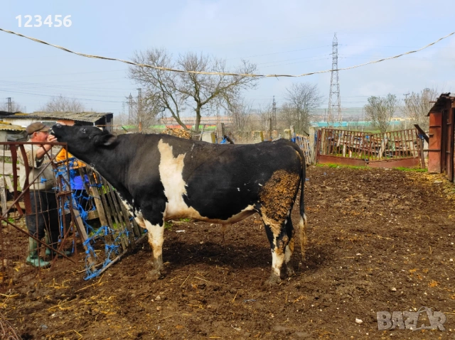 Продавам бик  4 евро/кг, снимка 3 - Крави - 53874445