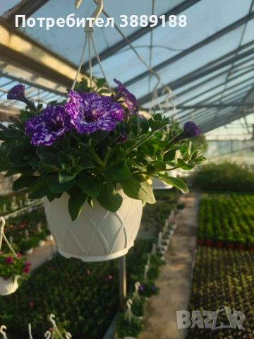 Каскадна петуния в кошница