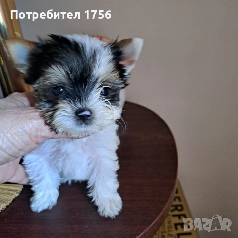 Biewer york, girl., снимка 2 - Йоркширски териер - 53003806