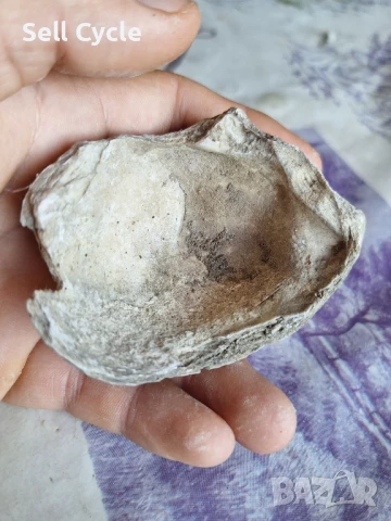 ✅ФОСИЛ - СТРИДА❗, снимка 2 - Други ценни предмети - 51165903