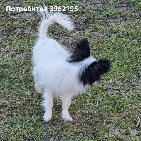 Папийон - куче пеперуда, снимка 3 - Пудели - 53730397