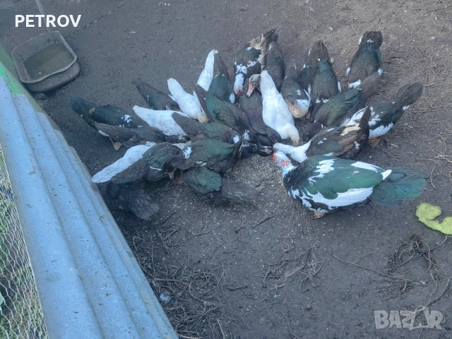 Продавам неми патици, снимка 1