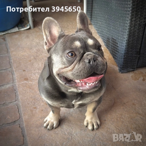 Мъжки френски булдог , снимка 2 - Френски булдог - 51872131