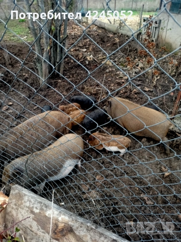 Виетнамски прасенца, отбити на 60+ дни.