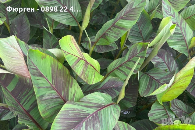 Муса Ever Red – Декоративен Червен Банан, снимка 3 - Разсади - 52714196