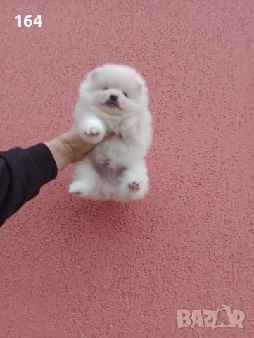 Бели Померани. Реални снимки от 05.01.26 г. , снимка 11 - Померан - 52932932