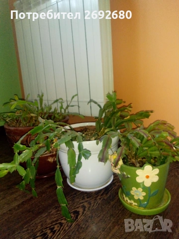  Коледничета розови+керамични саксии с подложки/цени в описанието , снимка 15 - Саксии и кашпи - 45505179