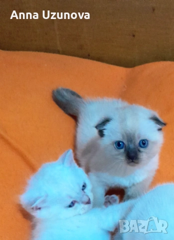 Шотландски/британски сребърни чинчили , снимка 7 - Британска късокосместа - 53426663