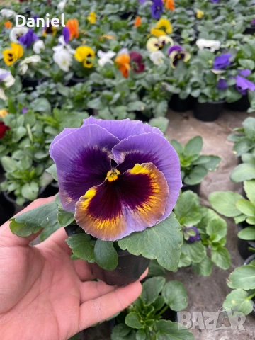 Теменужки и парички