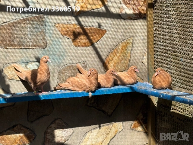 Гълаби неврени и лимонки, снимка 11 - Гълъби - 50813378