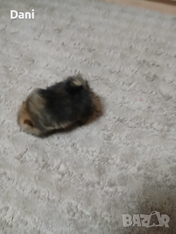 Mini Pomeran, снимка 2 - Померан - 52793701