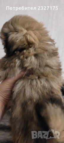 Пекинези, снимка 3 - Пекинез - 25815187