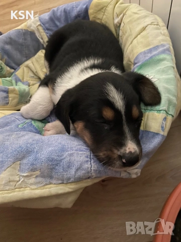 Кученце , снимка 11 - Други - 54062932